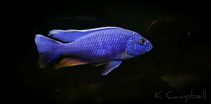 Sciaenochromis fryeri